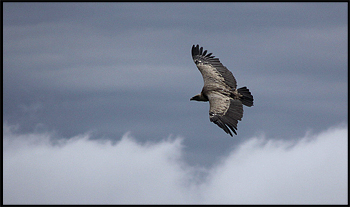 plume juin 2011